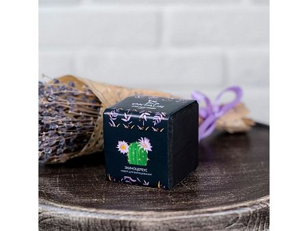 Набор для выращивания «Small village cube «Эхинокактус Альбинос»