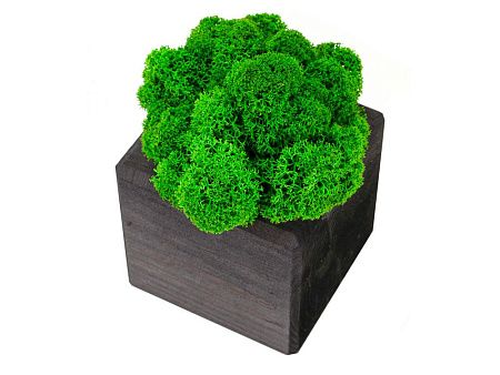 Композиция «Мох в интерьере»