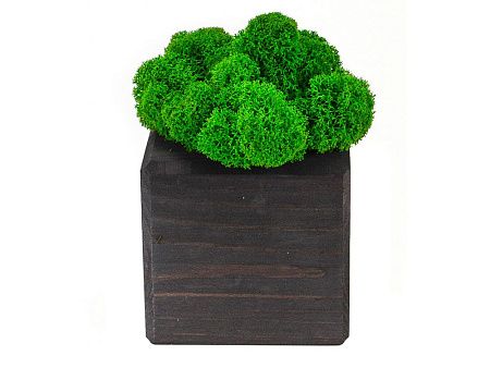 Композиция «Мох в интерьере»