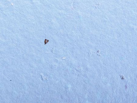 Блокнот А6 с бумажным карандашом и семенами цветов микс